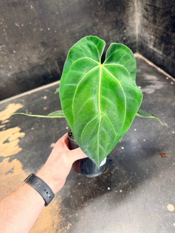 Handpicked 77 - Anthurium Crystallinum Hope x Velvet Hybrid Round Form - 100mm Pot | Uprooted