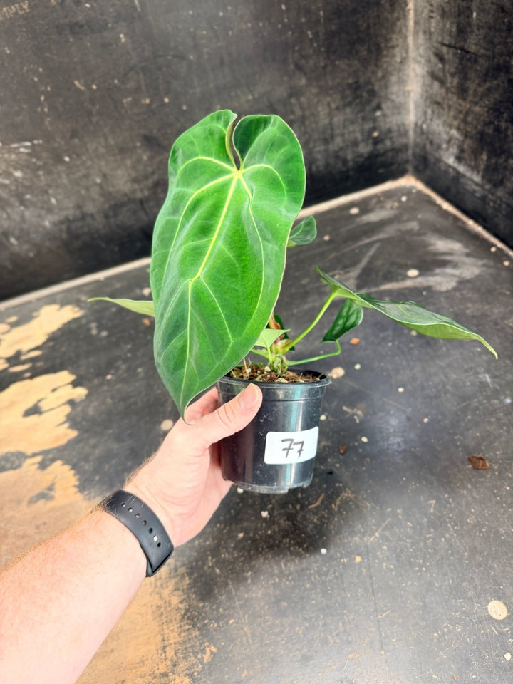 Handpicked 77 - Anthurium Crystallinum Hope x Velvet Hybrid Round Form - 100mm Pot | Uprooted
