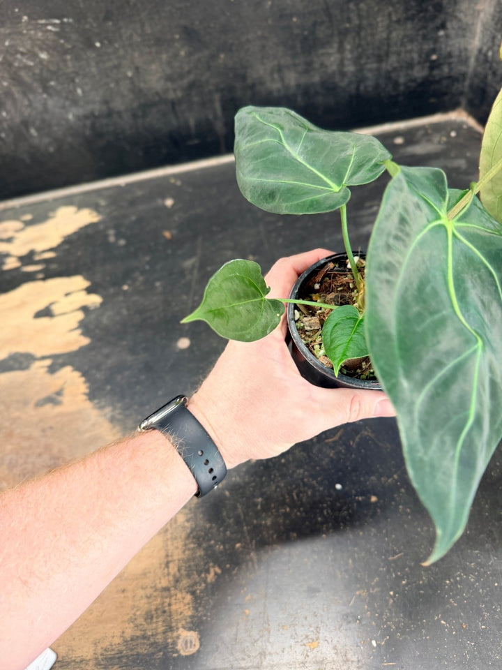 Handpicked 77 - Anthurium Crystallinum Hope x Velvet Hybrid Round Form - 100mm Pot | Uprooted