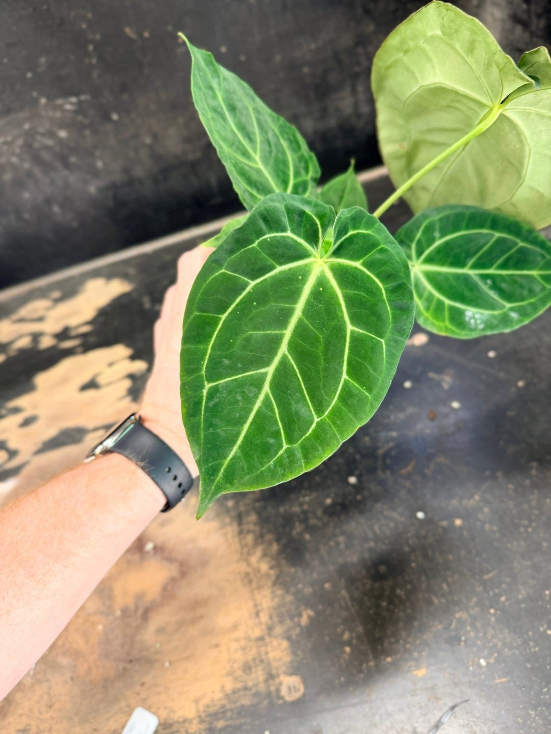 Handpicked 78 - Anthurium Crystallinum Hope x Velvet Hybrid Round Form - 100mm Pot | Uprooted