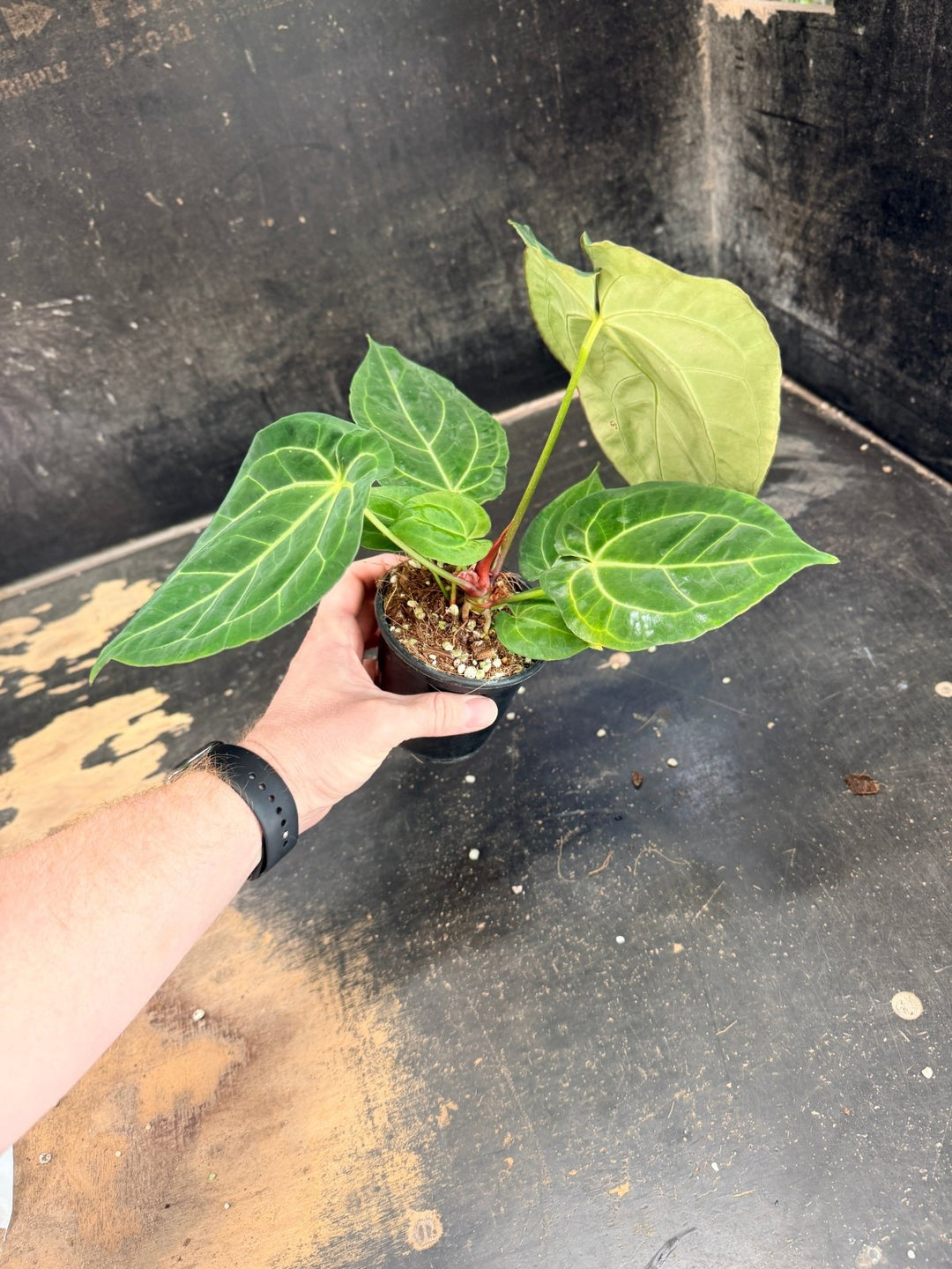 Handpicked 78 - Anthurium Crystallinum Hope x Velvet Hybrid Round Form - 100mm Pot | Uprooted