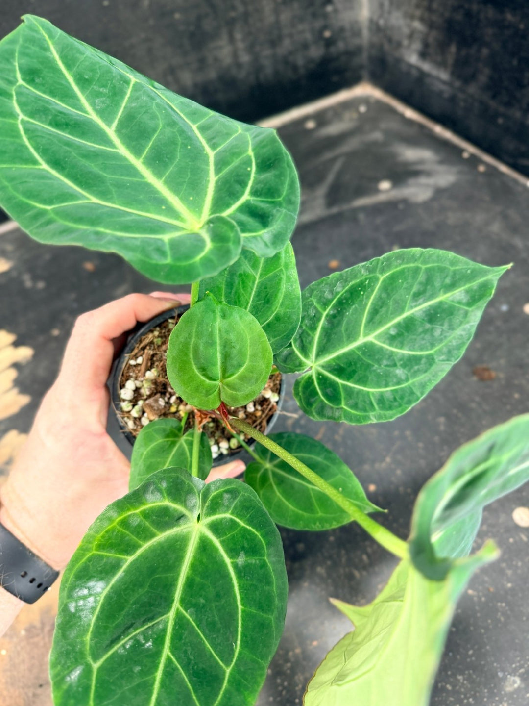 Handpicked 78 - Anthurium Crystallinum Hope x Velvet Hybrid Round Form - 100mm Pot | Uprooted
