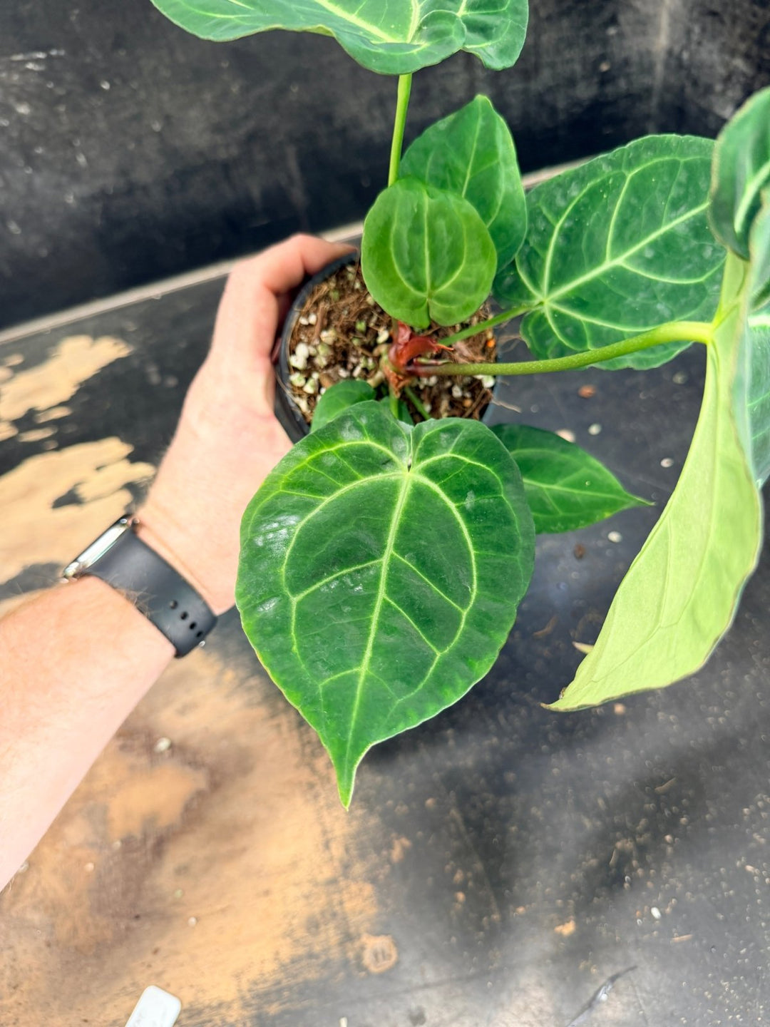 Handpicked 78 - Anthurium Crystallinum Hope x Velvet Hybrid Round Form - 100mm Pot | Uprooted