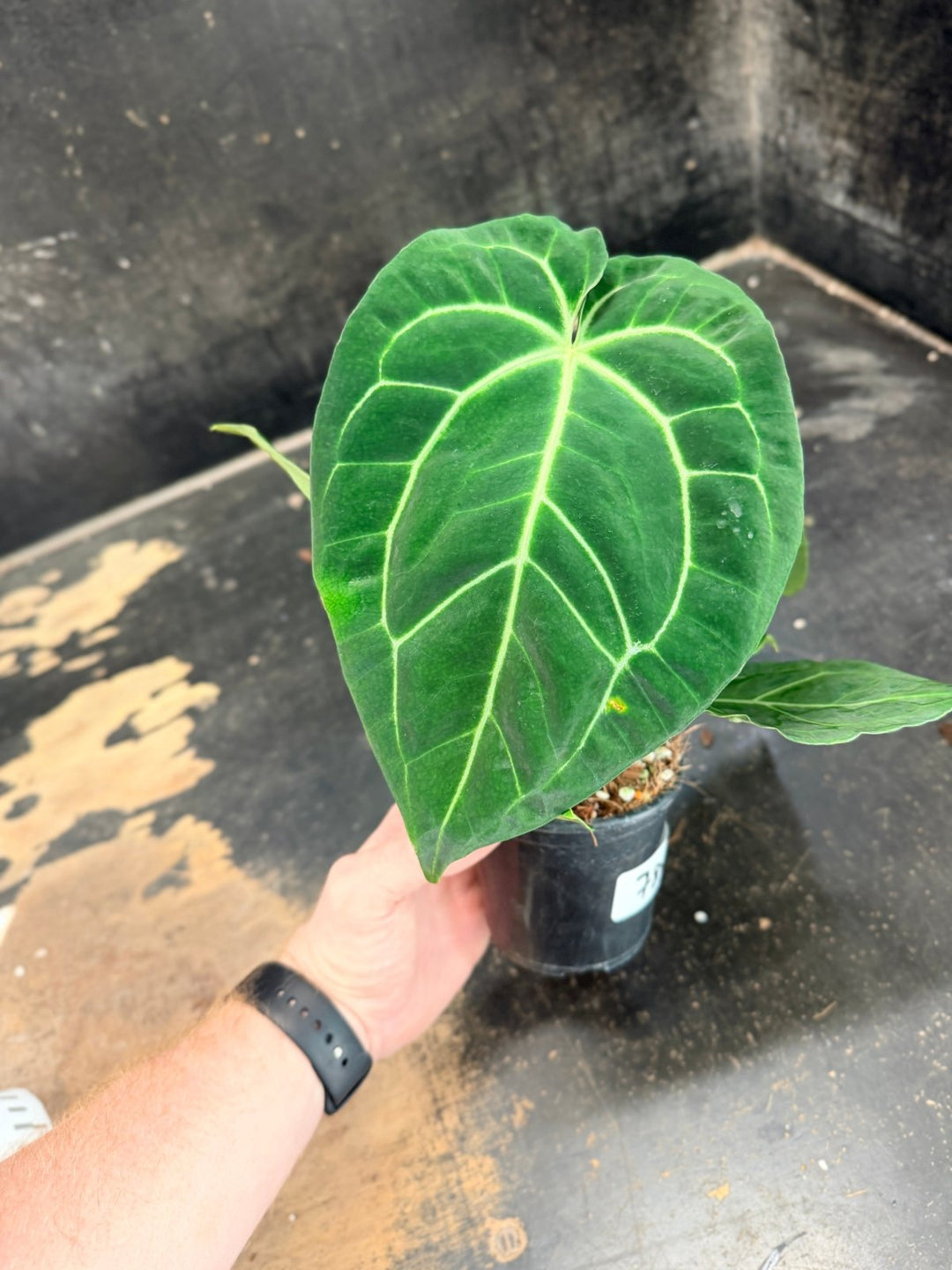 Handpicked 78 - Anthurium Crystallinum Hope x Velvet Hybrid Round Form - 100mm Pot | Uprooted