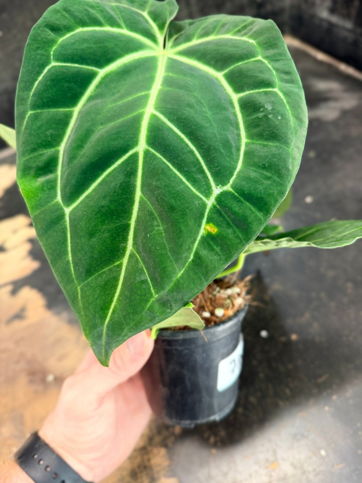 Handpicked 78 - Anthurium Crystallinum Hope x Velvet Hybrid Round Form - 100mm Pot | Uprooted
