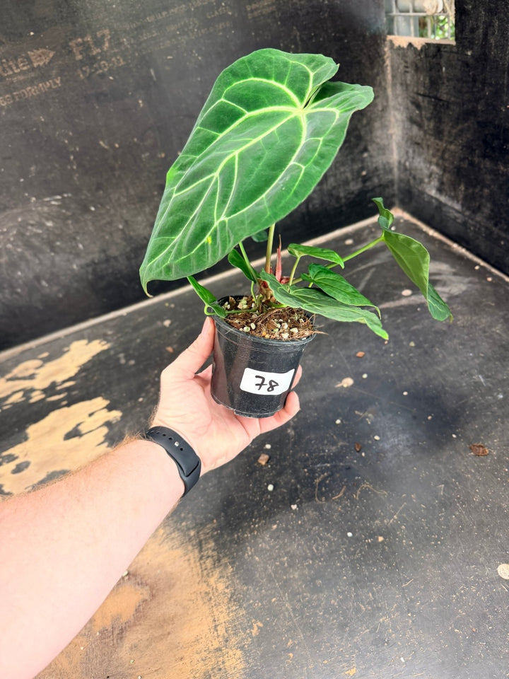 Handpicked 78 - Anthurium Crystallinum Hope x Velvet Hybrid Round Form - 100mm Pot | Uprooted