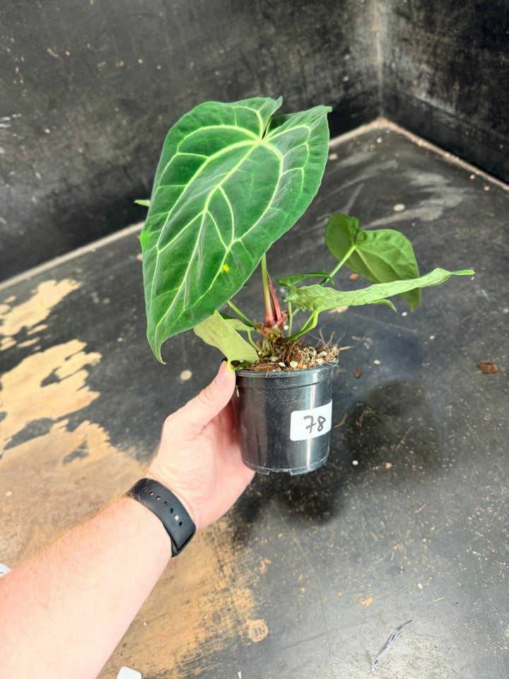 Handpicked 78 - Anthurium Crystallinum Hope x Velvet Hybrid Round Form - 100mm Pot | Uprooted