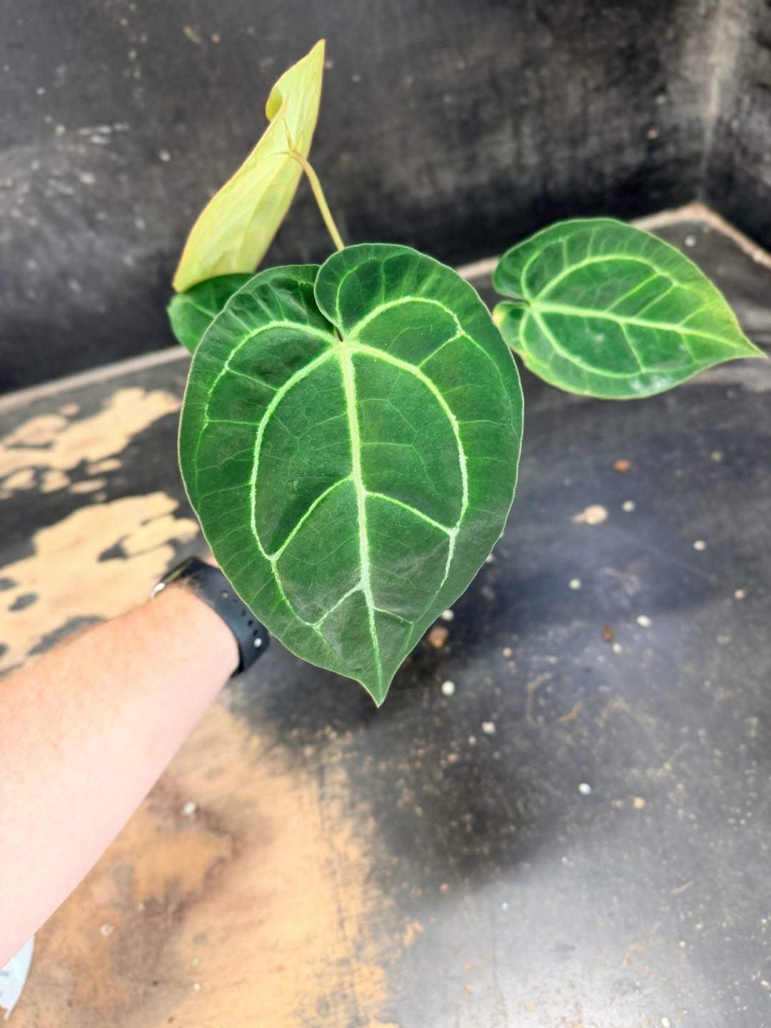 Handpicked 79 - Anthurium Crystallinum Hope x Velvet Hybrid Round Form - 100mm Pot | Uprooted
