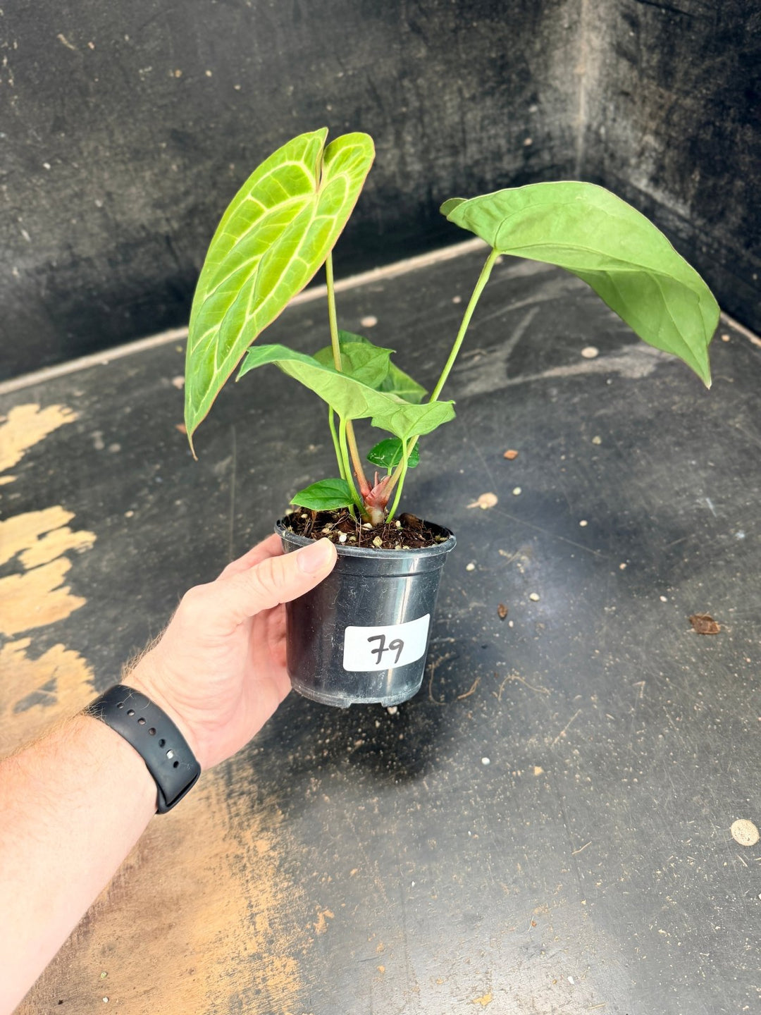 Handpicked 79 - Anthurium Crystallinum Hope x Velvet Hybrid Round Form - 100mm Pot | Uprooted