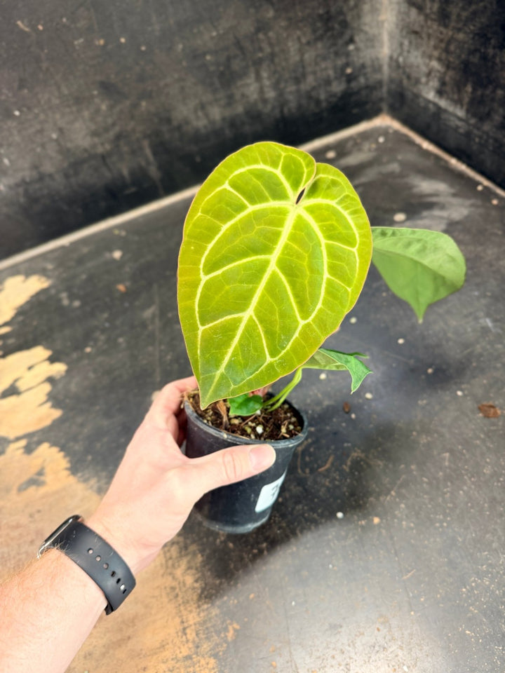 Handpicked 79 - Anthurium Crystallinum Hope x Velvet Hybrid Round Form - 100mm Pot | Uprooted