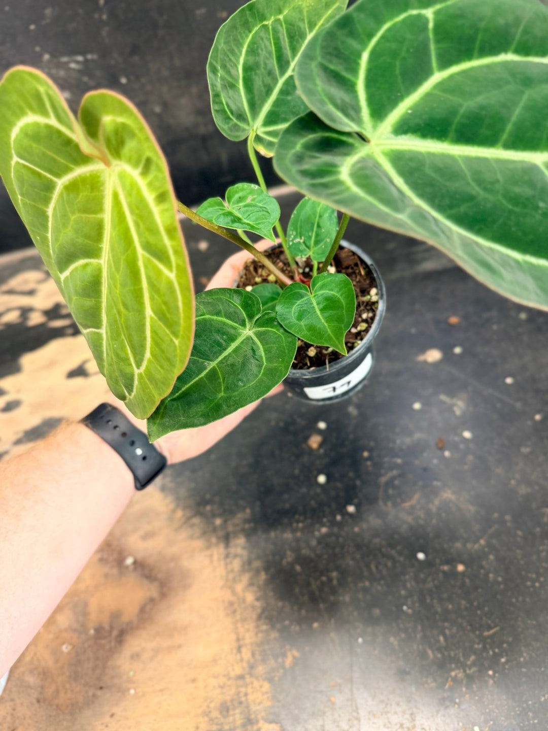 Handpicked 79 - Anthurium Crystallinum Hope x Velvet Hybrid Round Form - 100mm Pot | Uprooted