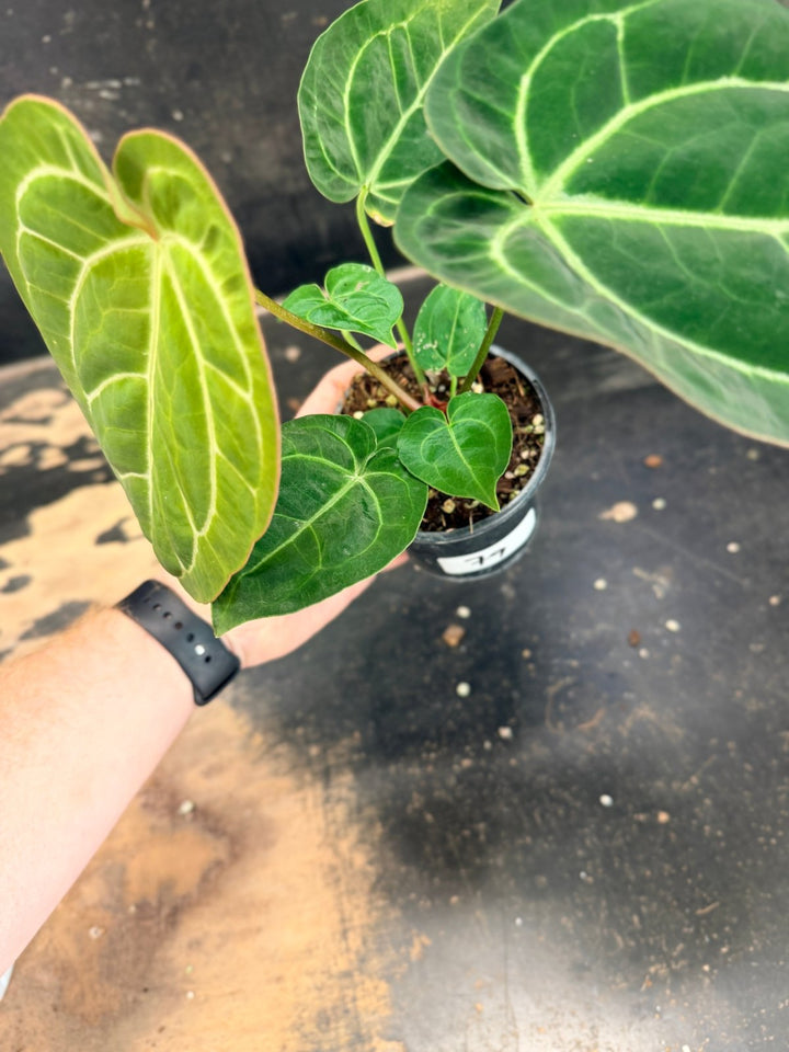 Handpicked 79 - Anthurium Crystallinum Hope x Velvet Hybrid Round Form - 100mm Pot | Uprooted