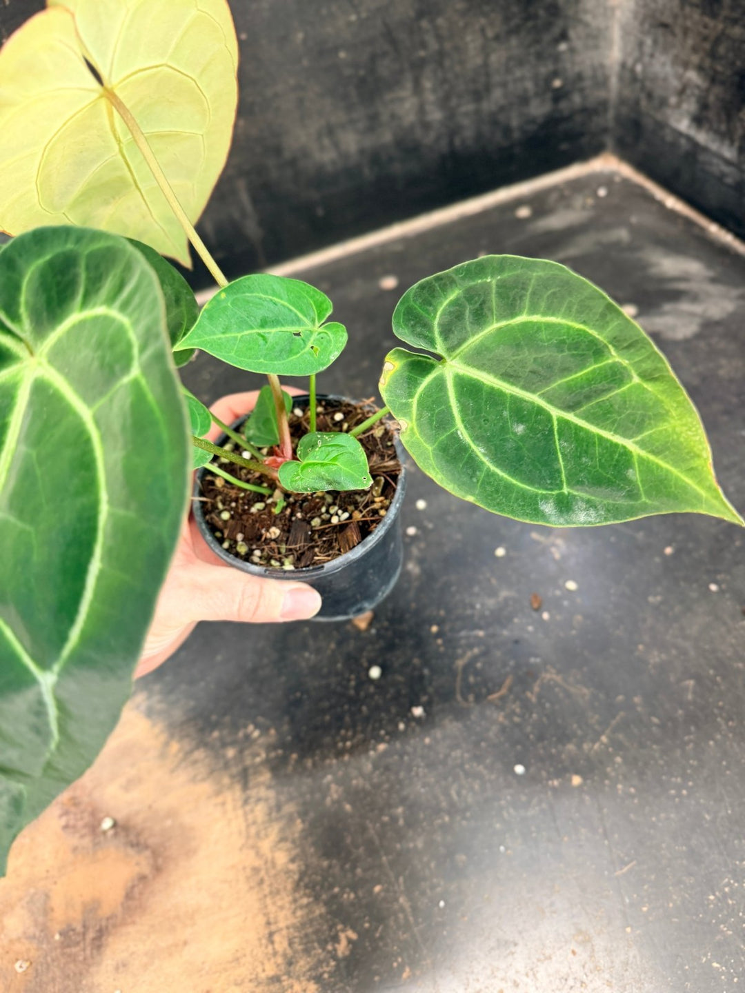 Handpicked 79 - Anthurium Crystallinum Hope x Velvet Hybrid Round Form - 100mm Pot | Uprooted