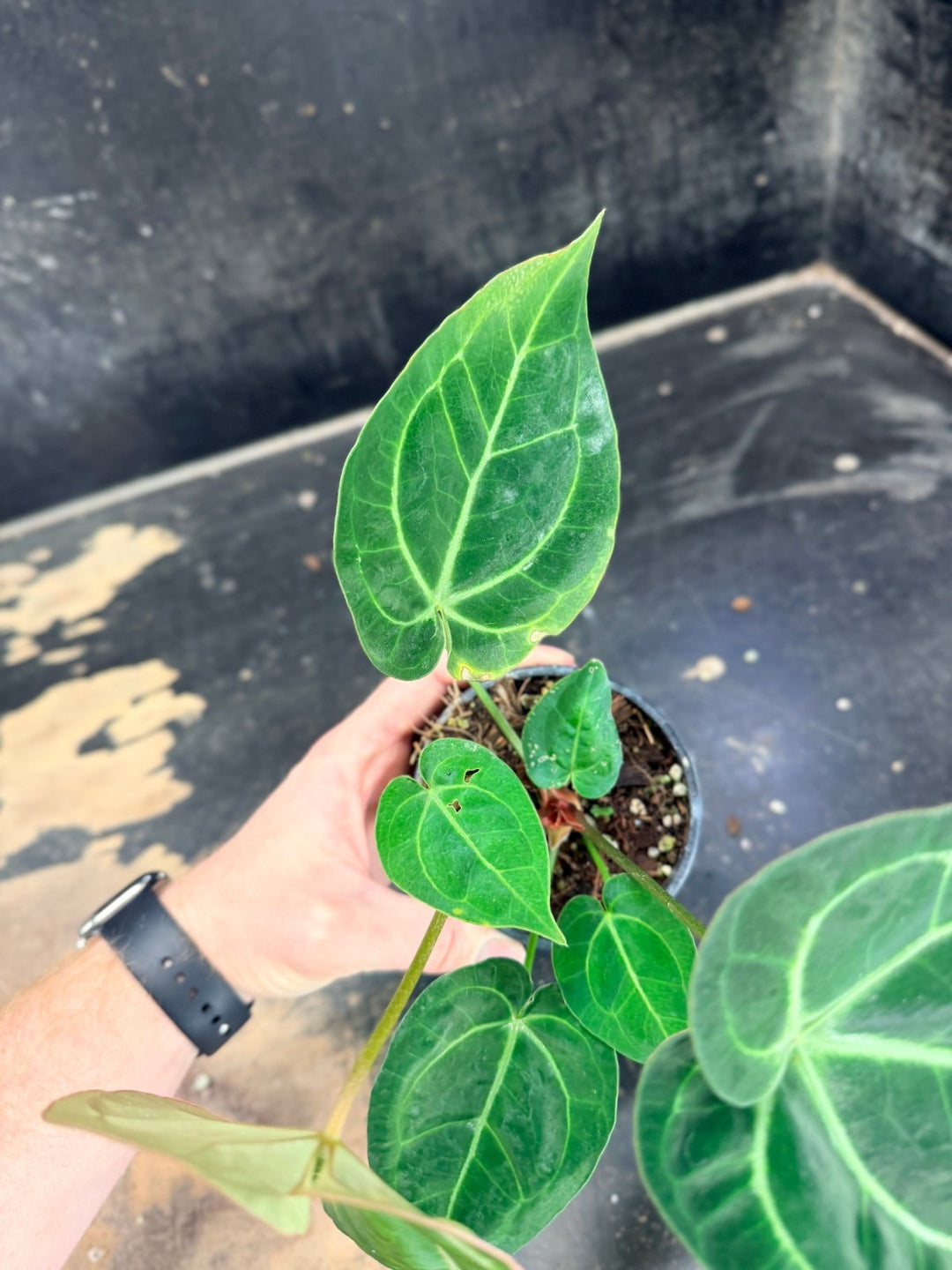 Handpicked 79 - Anthurium Crystallinum Hope x Velvet Hybrid Round Form - 100mm Pot | Uprooted