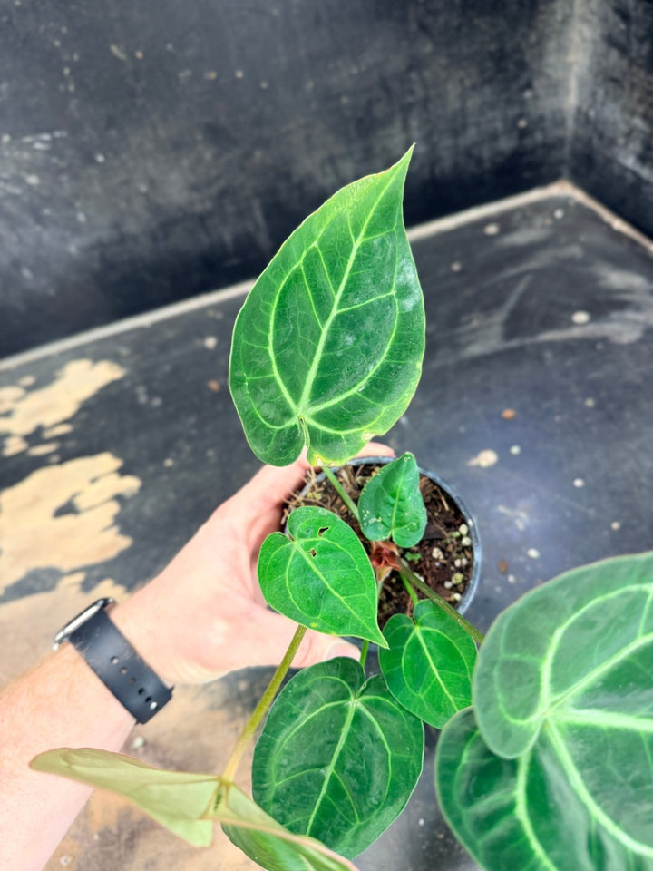 Handpicked 79 - Anthurium Crystallinum Hope x Velvet Hybrid Round Form - 100mm Pot | Uprooted
