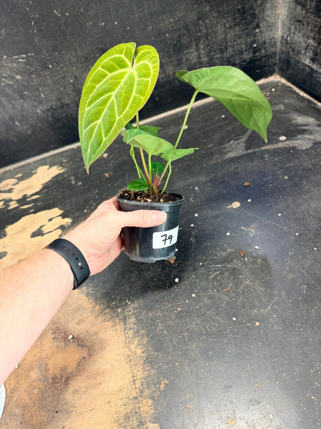 Handpicked 79 - Anthurium Crystallinum Hope x Velvet Hybrid Round Form - 100mm Pot | Uprooted
