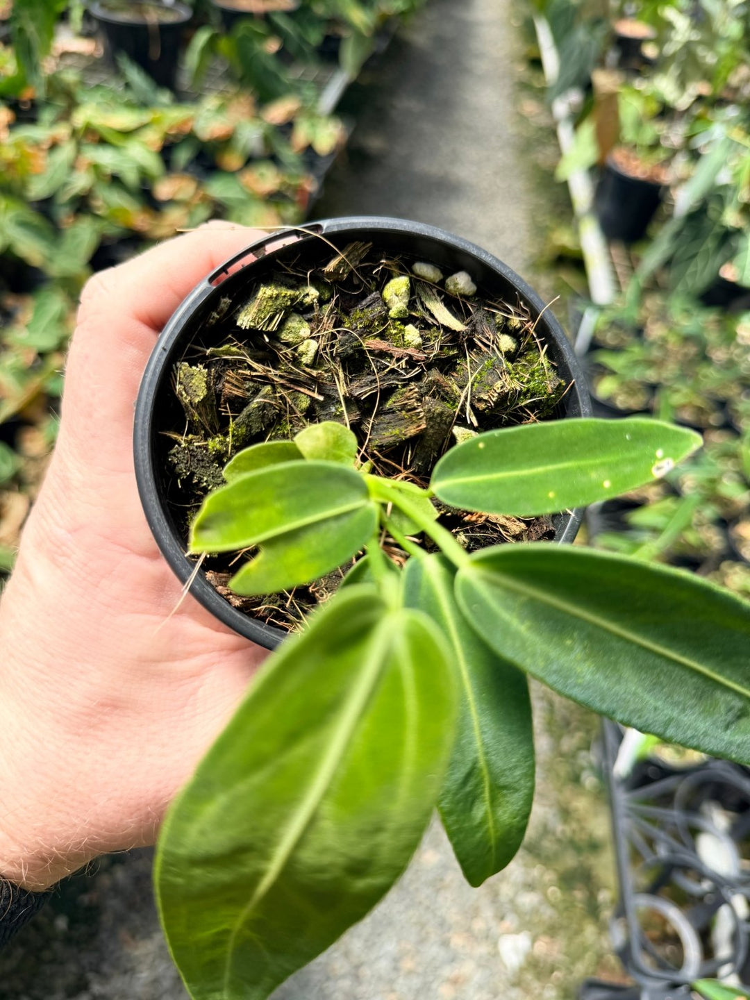 Handpicked 8 - Anthurium Warocqueanum Dark Form | Uprooted