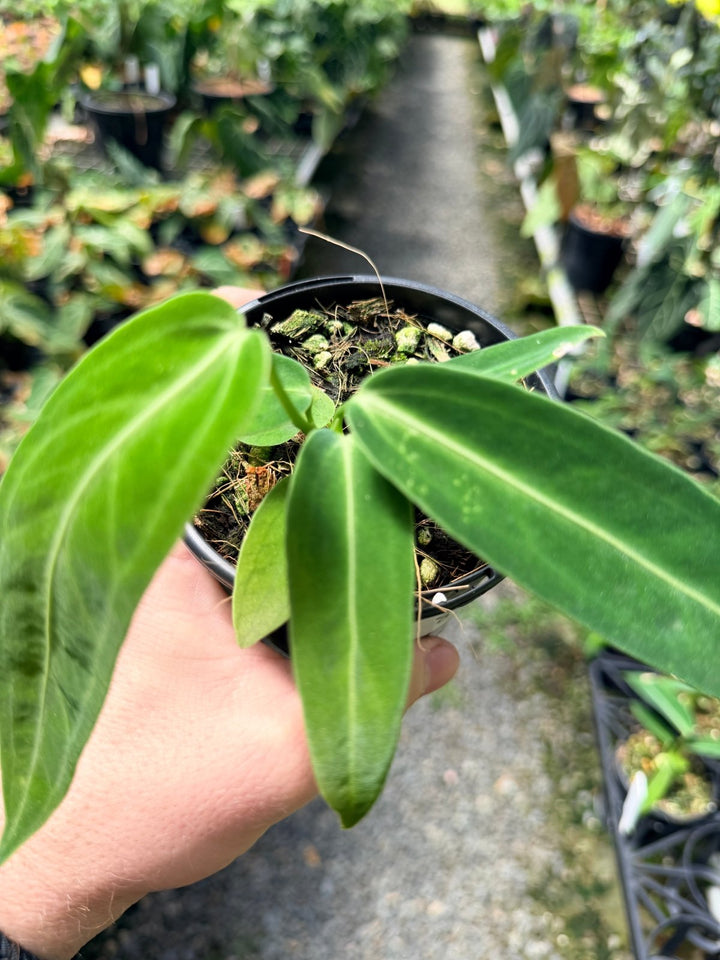 Handpicked 8 - Anthurium Warocqueanum Dark Form | Uprooted