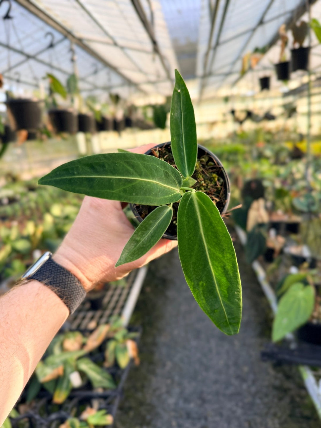 Handpicked 8 - Anthurium Warocqueanum Dark Form | Uprooted