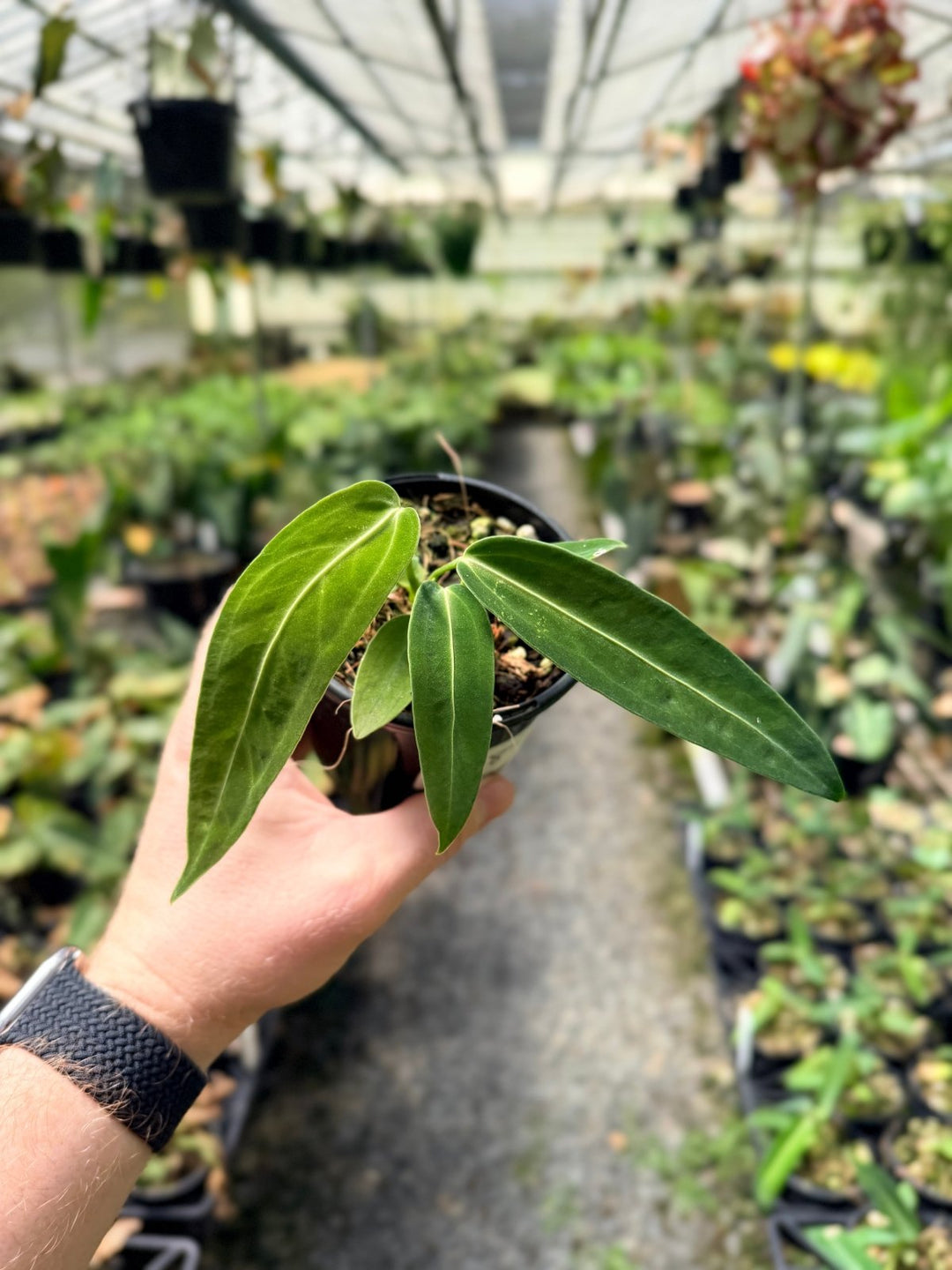 Handpicked 8 - Anthurium Warocqueanum Dark Form | Uprooted