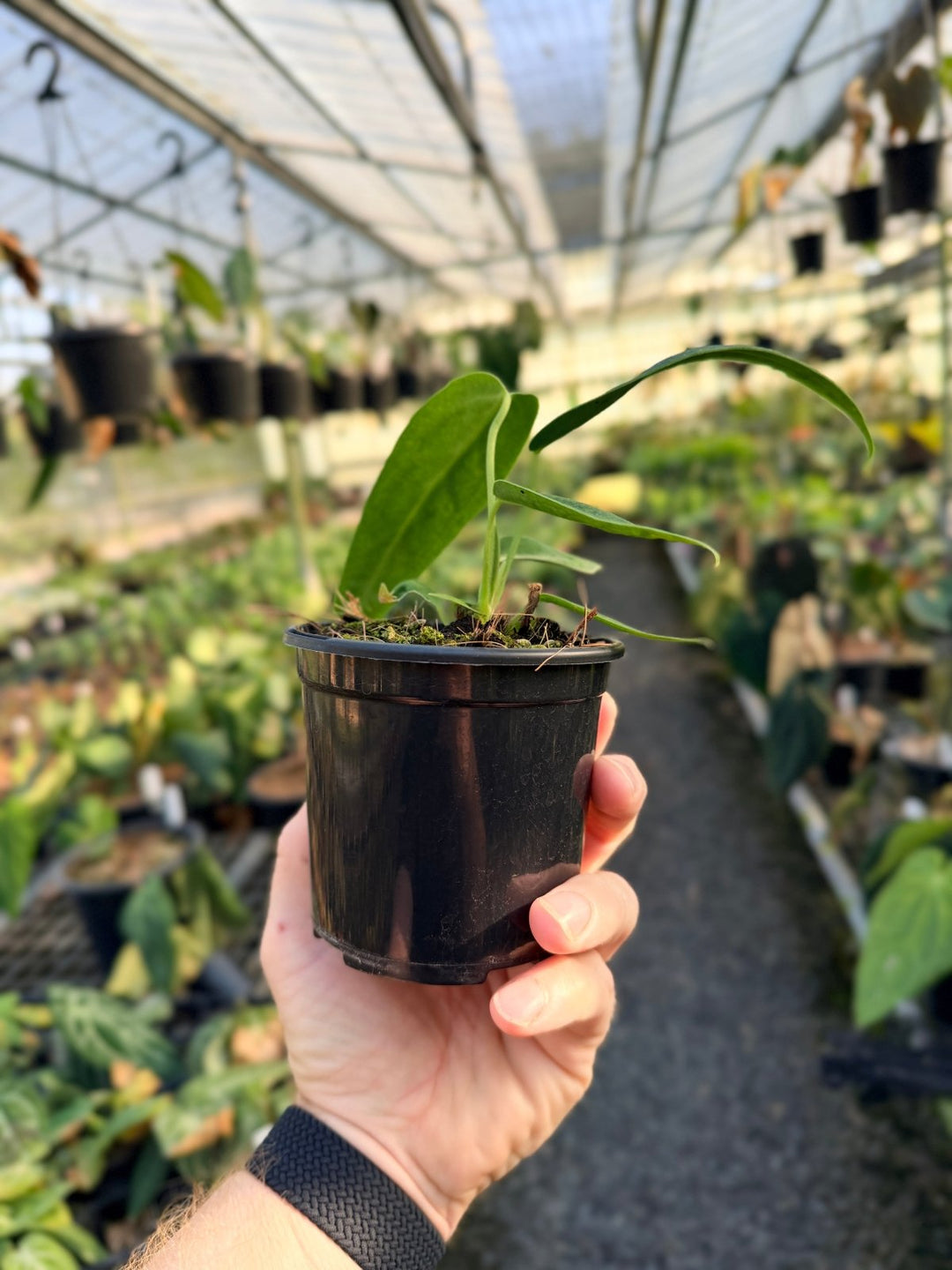 Handpicked 8 - Anthurium Warocqueanum Dark Form | Uprooted