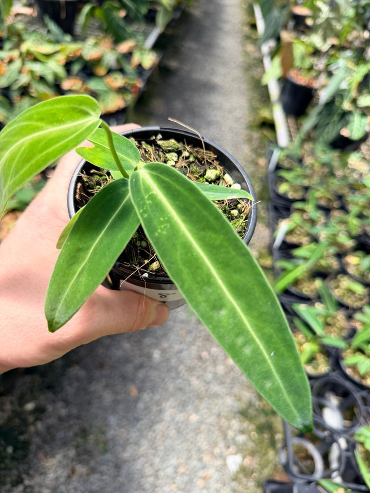 Handpicked 8 - Anthurium Warocqueanum Dark Form | Uprooted