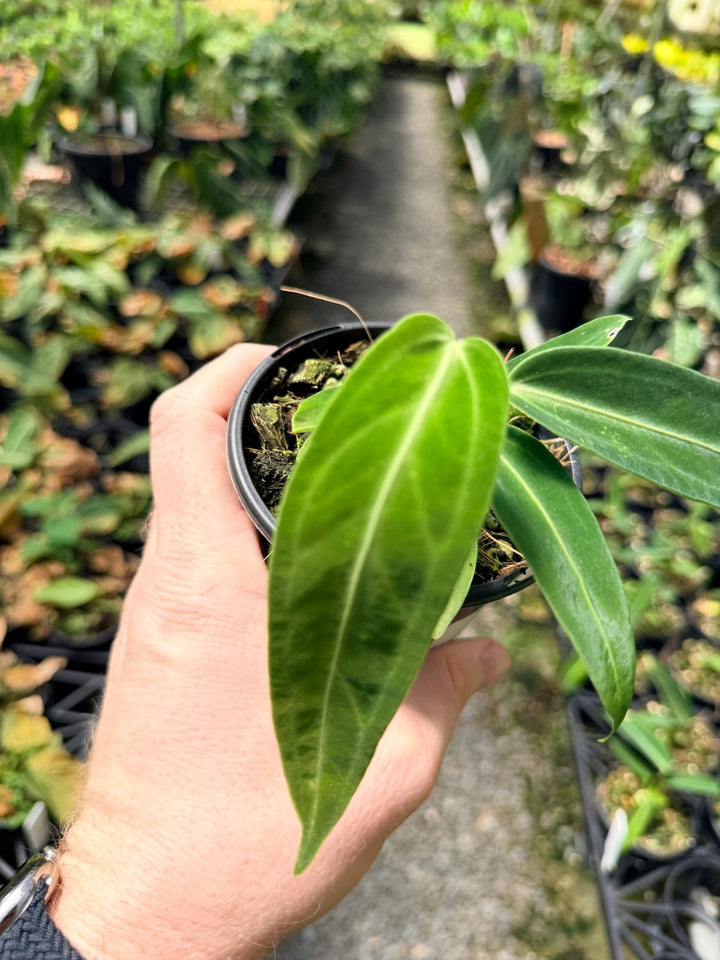 Handpicked 8 - Anthurium Warocqueanum Dark Form | Uprooted