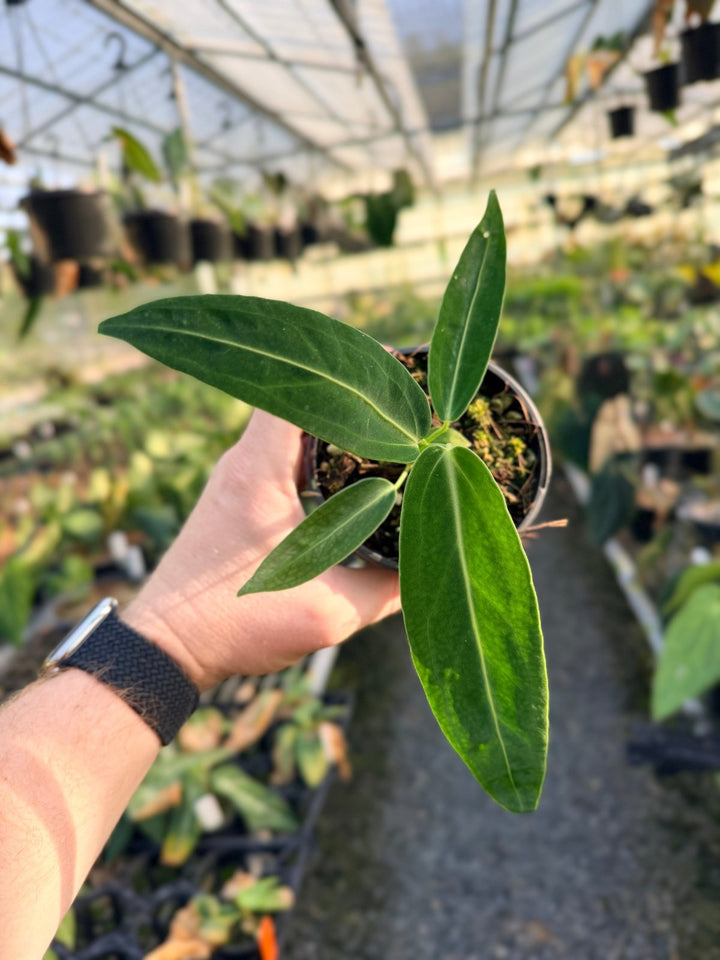 Handpicked 8 - Anthurium Warocqueanum Dark Form | Uprooted