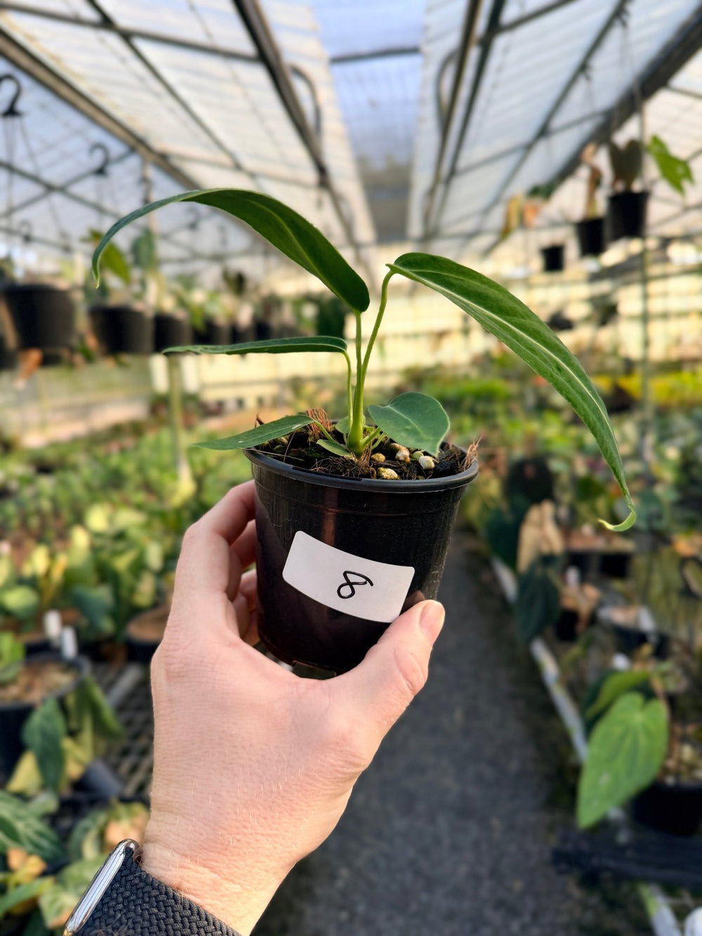 Handpicked 8 - Anthurium Warocqueanum Dark Form | Uprooted