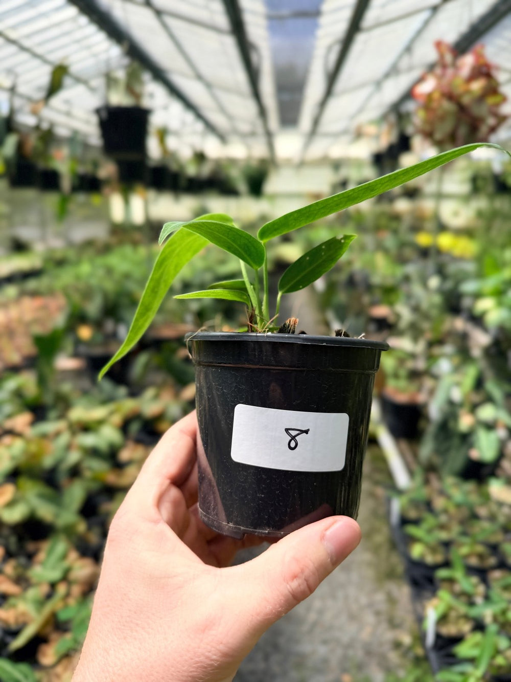 Handpicked 8 - Anthurium Warocqueanum Dark Form | Uprooted