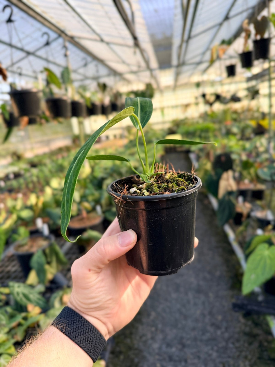 Handpicked 8 - Anthurium Warocqueanum Dark Form | Uprooted