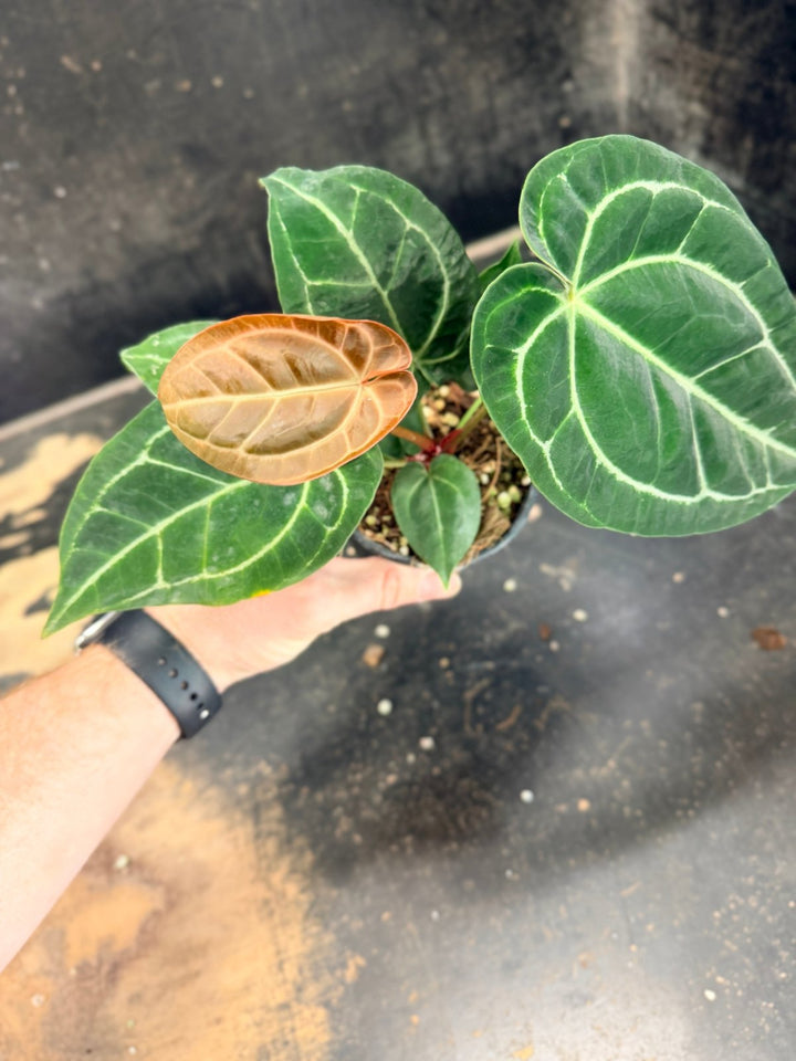Handpicked 80 - Anthurium Crystallinum Hope x Velvet Hybrid Round Form - 100mm Pot | Uprooted
