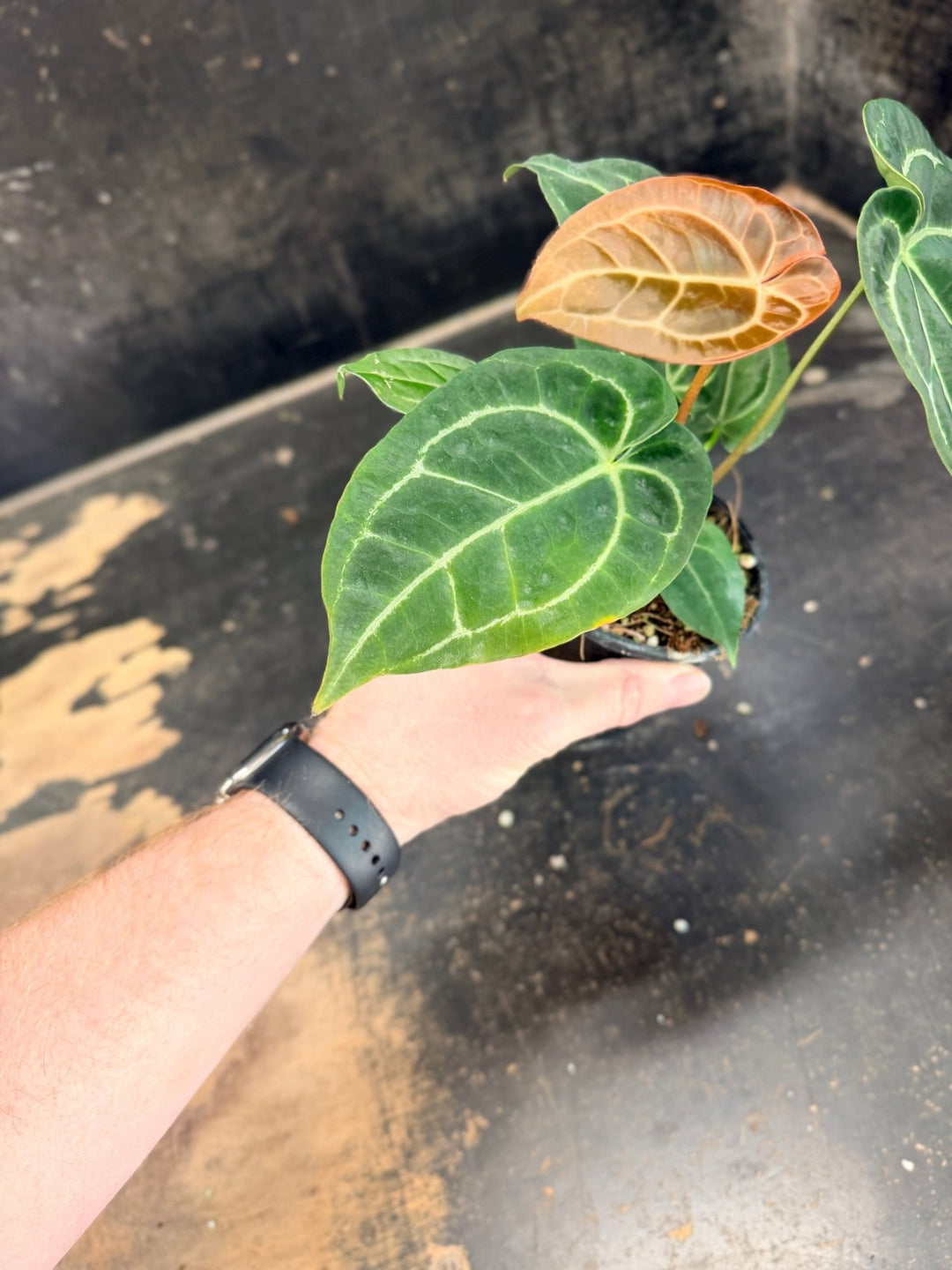 Handpicked 80 - Anthurium Crystallinum Hope x Velvet Hybrid Round Form - 100mm Pot | Uprooted