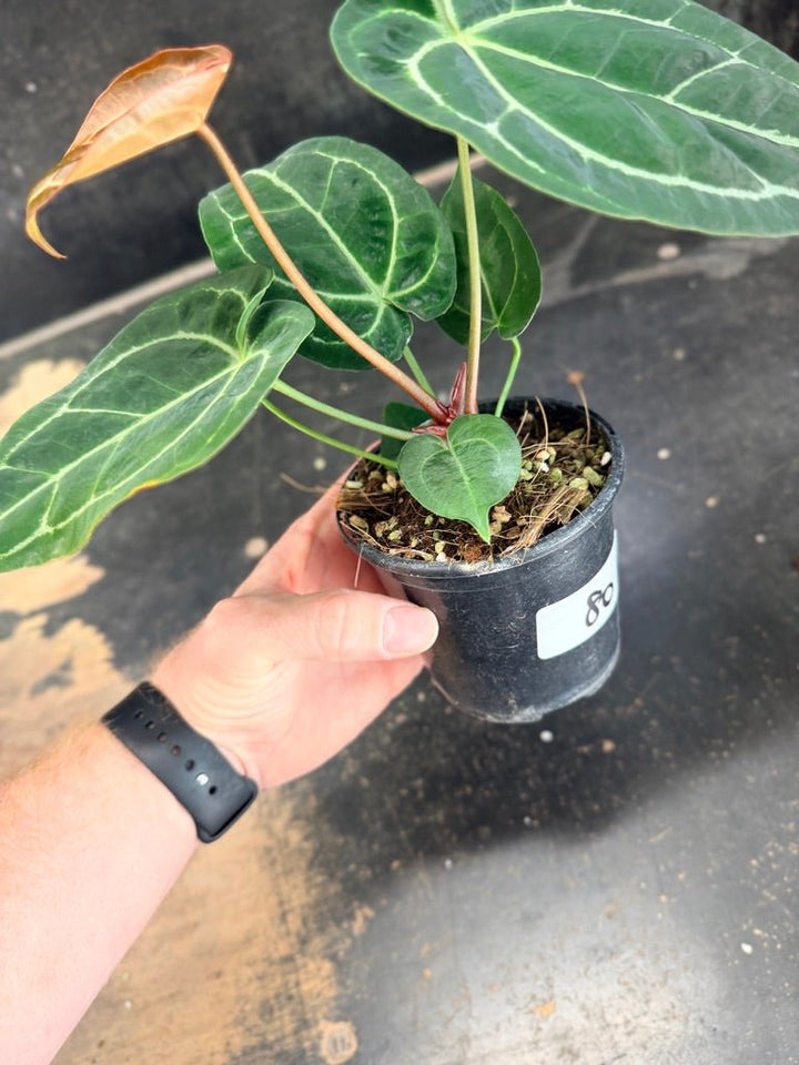 Handpicked 80 - Anthurium Crystallinum Hope x Velvet Hybrid Round Form - 100mm Pot | Uprooted