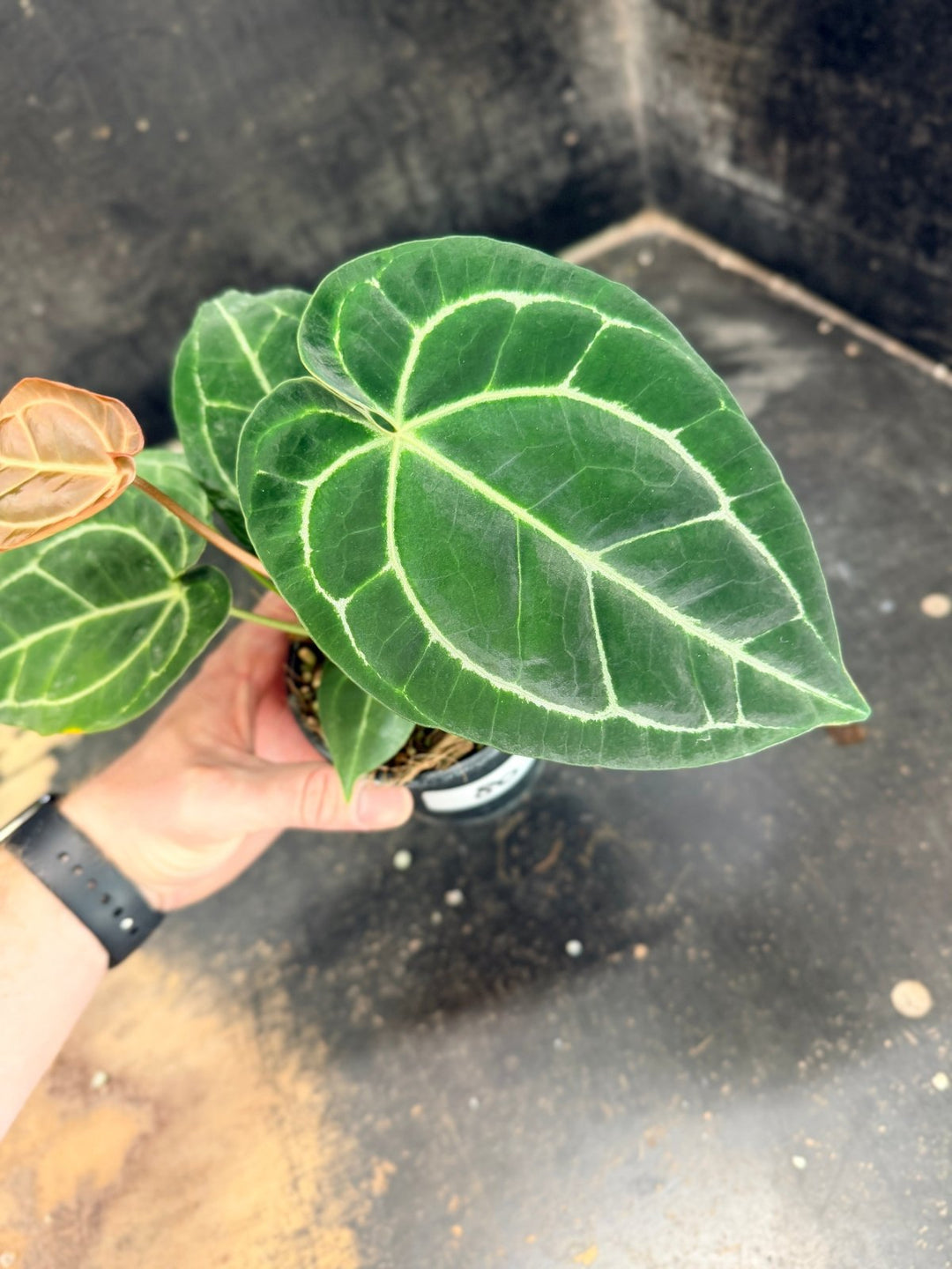 Handpicked 80 - Anthurium Crystallinum Hope x Velvet Hybrid Round Form - 100mm Pot | Uprooted