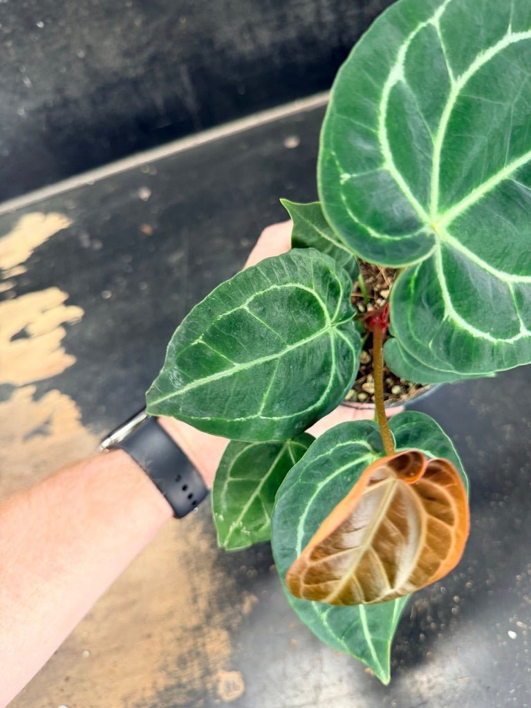 Handpicked 80 - Anthurium Crystallinum Hope x Velvet Hybrid Round Form - 100mm Pot | Uprooted
