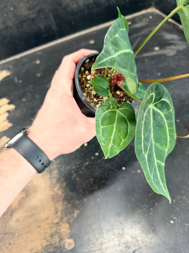 Handpicked 80 - Anthurium Crystallinum Hope x Velvet Hybrid Round Form - 100mm Pot | Uprooted