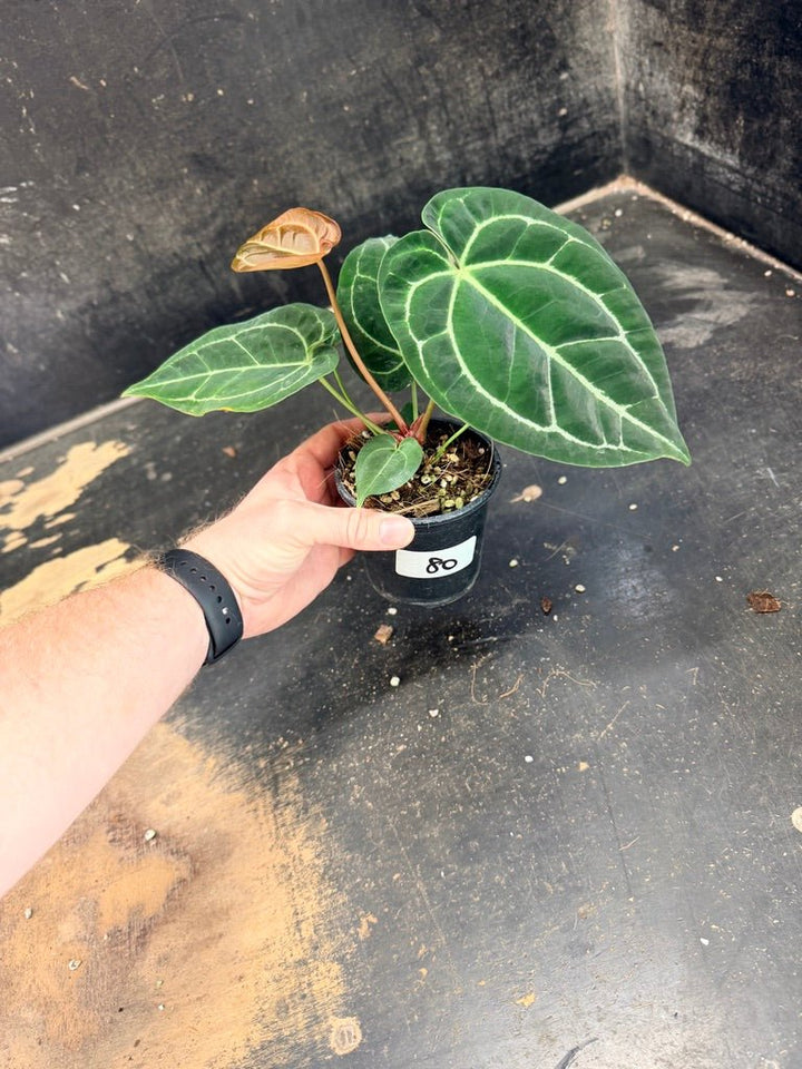 Handpicked 80 - Anthurium Crystallinum Hope x Velvet Hybrid Round Form - 100mm Pot | Uprooted