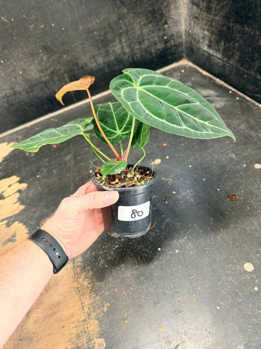 Handpicked 80 - Anthurium Crystallinum Hope x Velvet Hybrid Round Form - 100mm Pot | Uprooted