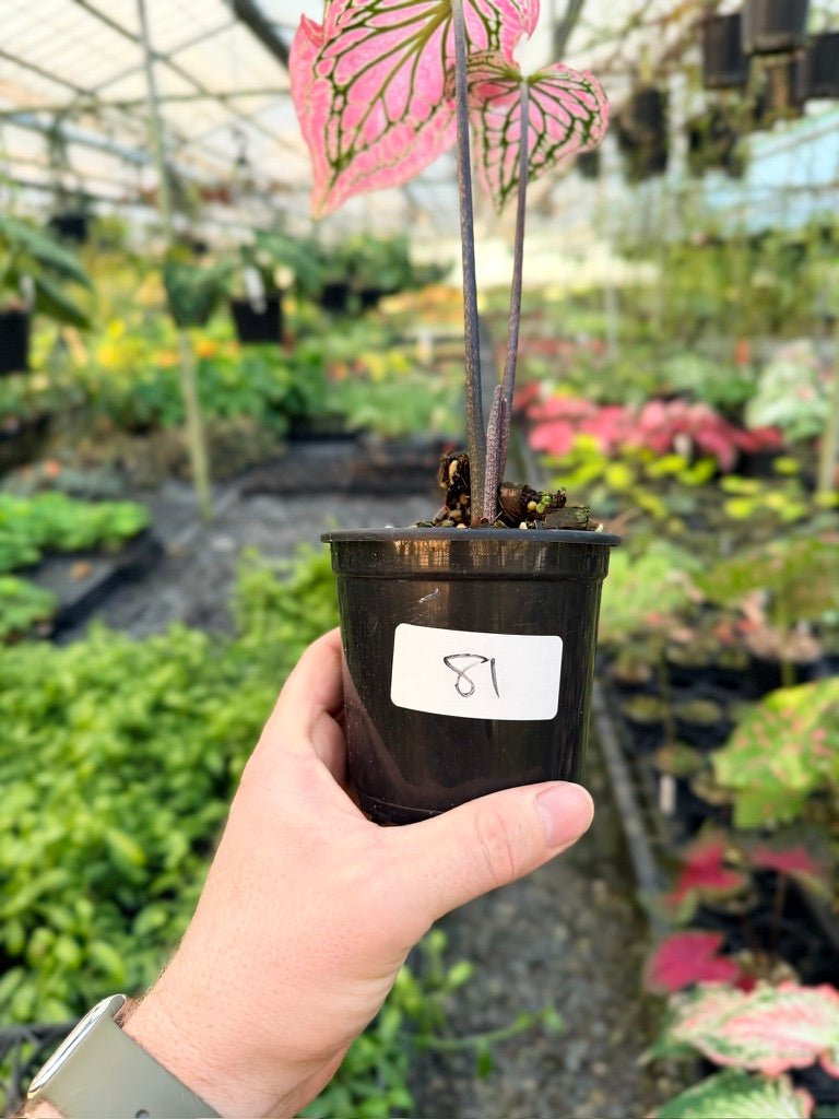 Handpicked 81 - Caladium Bicolor - Thai Beauty | Uprooted