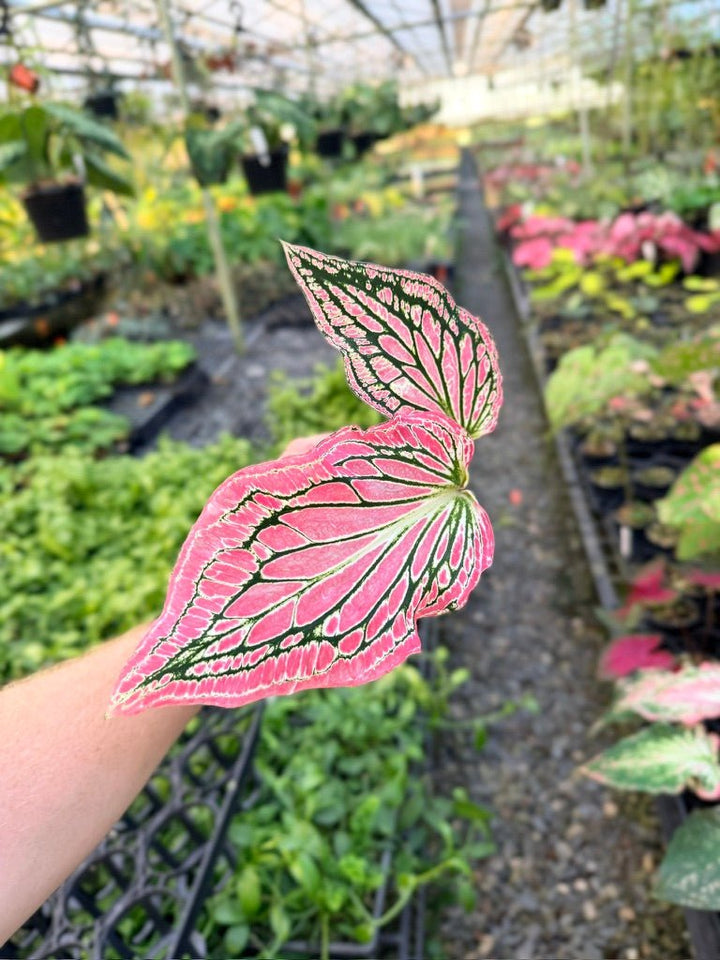 Handpicked 81 - Caladium Bicolor - Thai Beauty | Uprooted