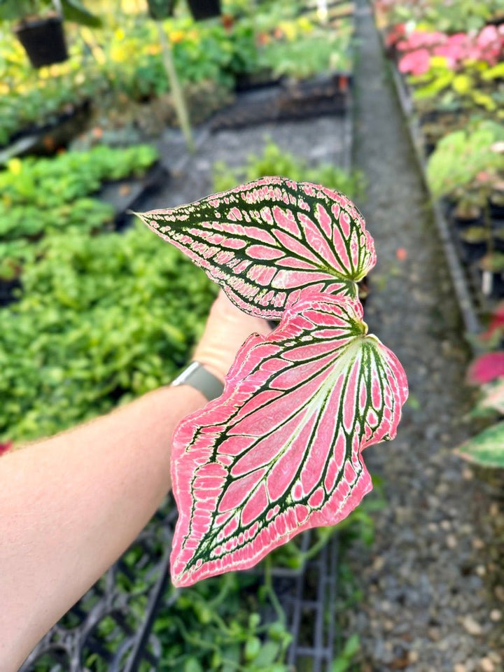 Handpicked 81 - Caladium Bicolor - Thai Beauty | Uprooted