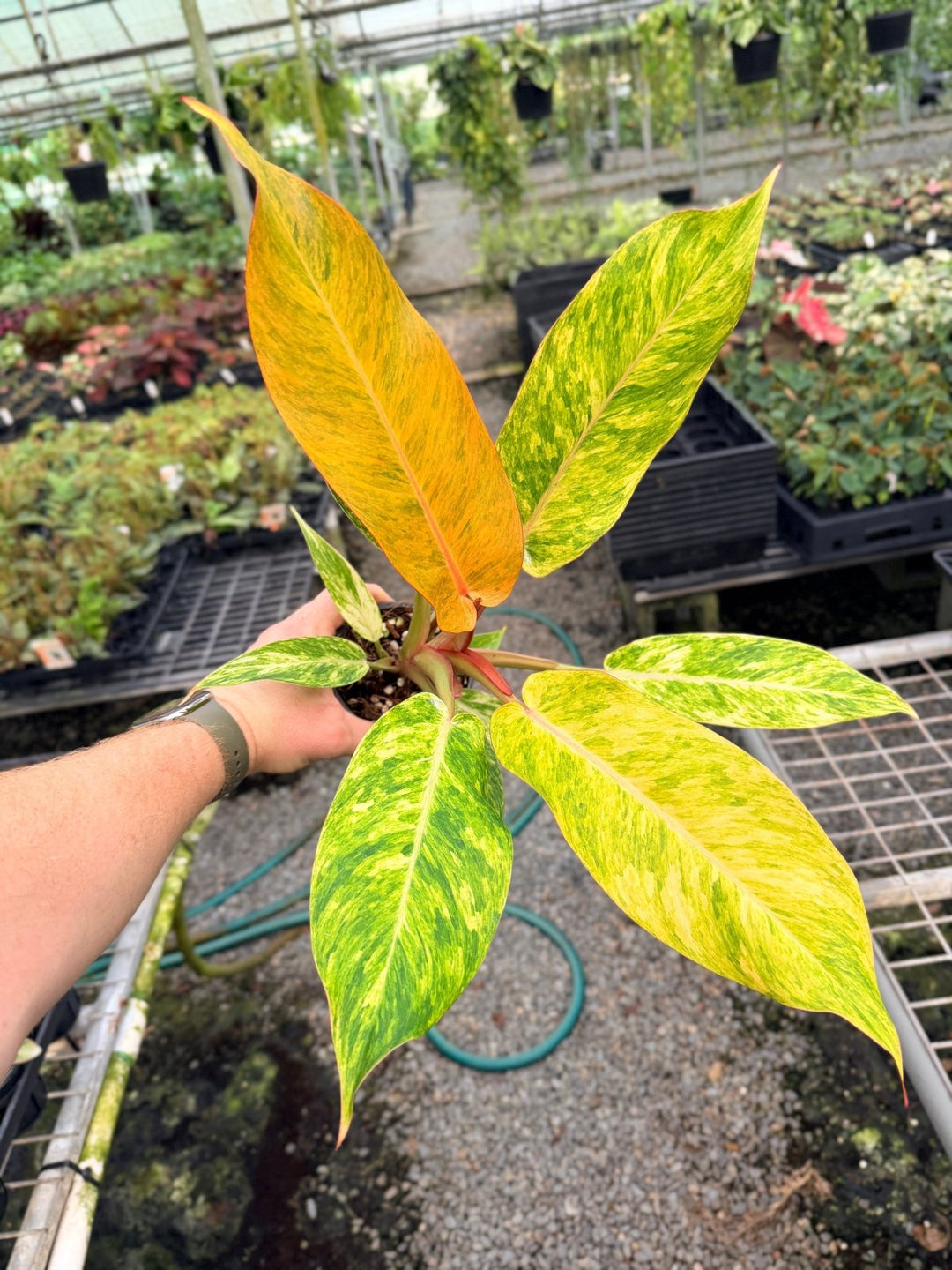 Handpicked 81 - Philodendron Erubescens - Autumn Queen | Uprooted