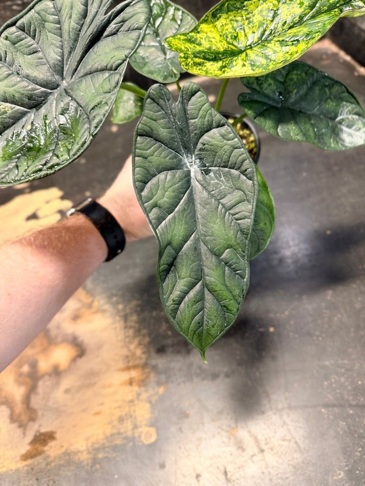 Handpicked 82 - Alocasia Baginda - Dragon Scale Mint - 100mm Pot | Uprooted