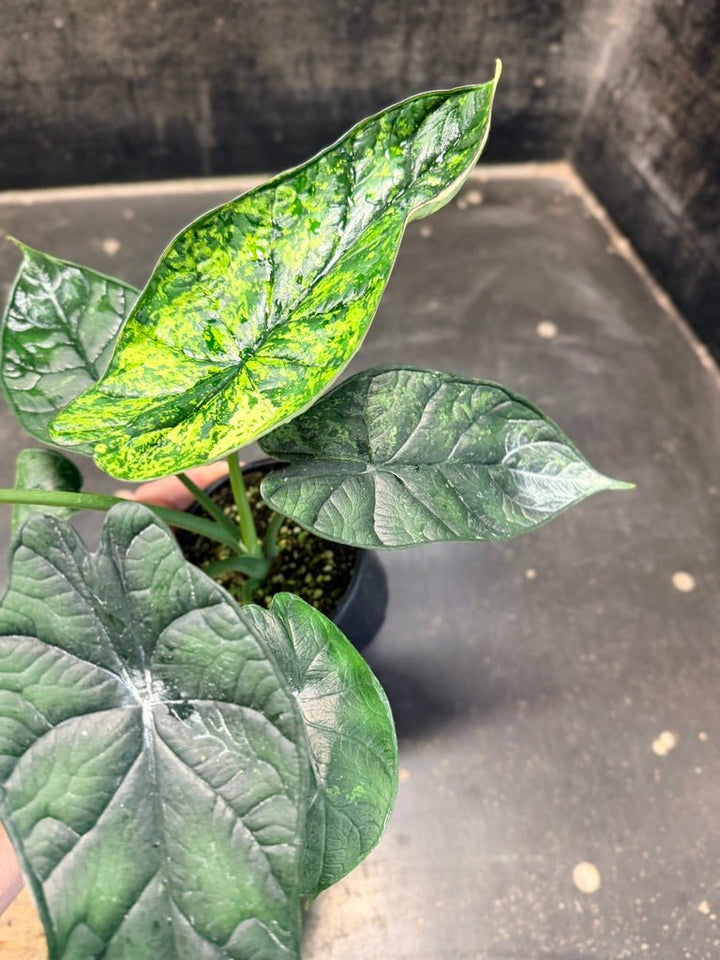 Handpicked 82 - Alocasia Baginda - Dragon Scale Mint - 100mm Pot | Uprooted