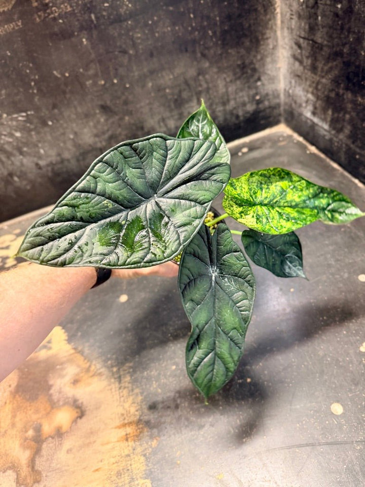 Handpicked 82 - Alocasia Baginda - Dragon Scale Mint - 100mm Pot | Uprooted