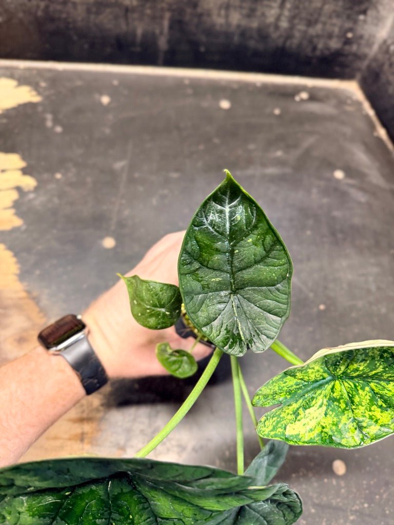 Handpicked 82 - Alocasia Baginda - Dragon Scale Mint - 100mm Pot | Uprooted