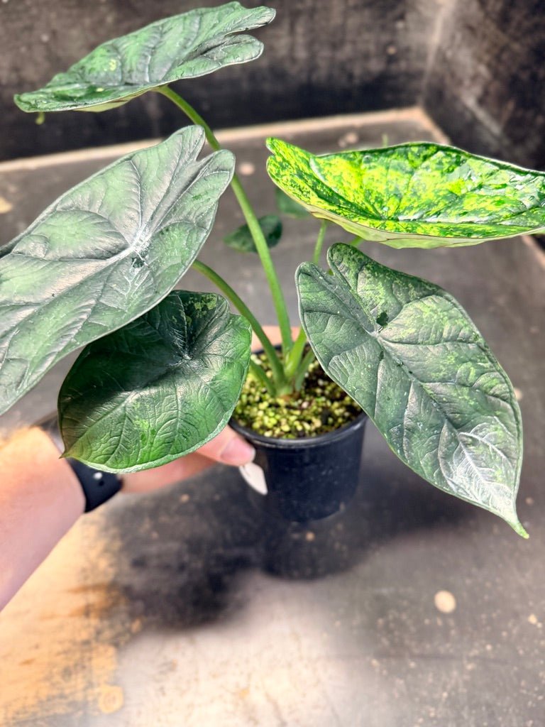 Handpicked 82 - Alocasia Baginda - Dragon Scale Mint - 100mm Pot | Uprooted
