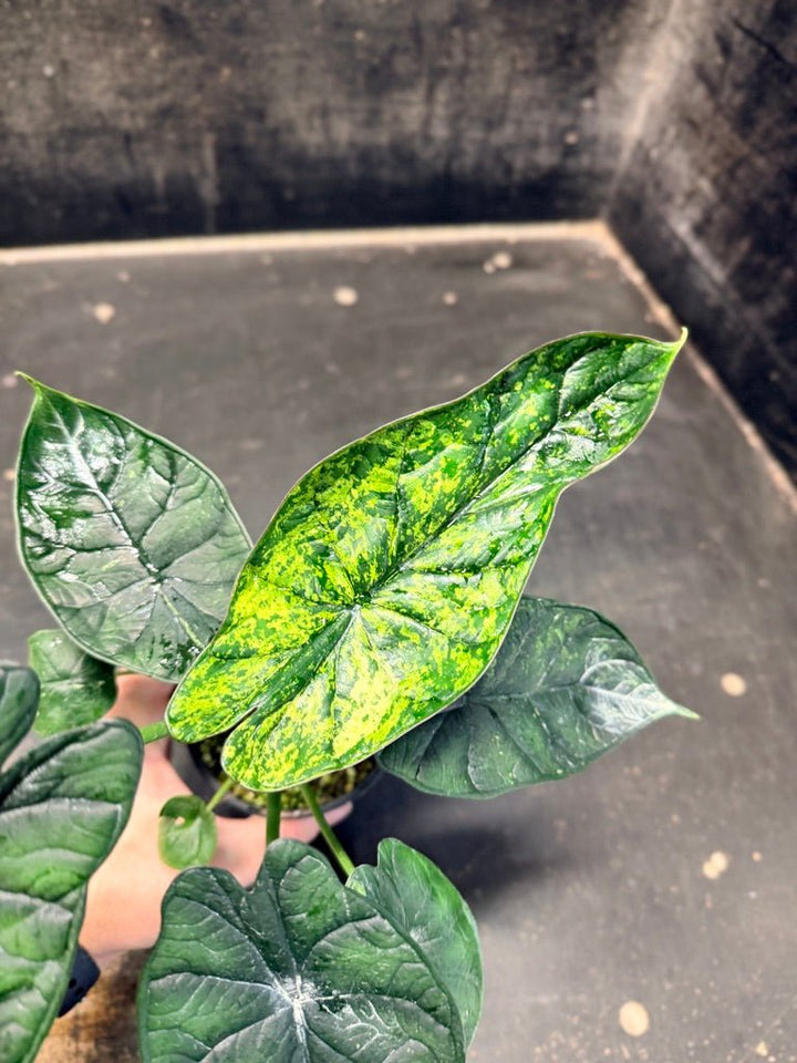 Handpicked 82 - Alocasia Baginda - Dragon Scale Mint - 100mm Pot | Uprooted