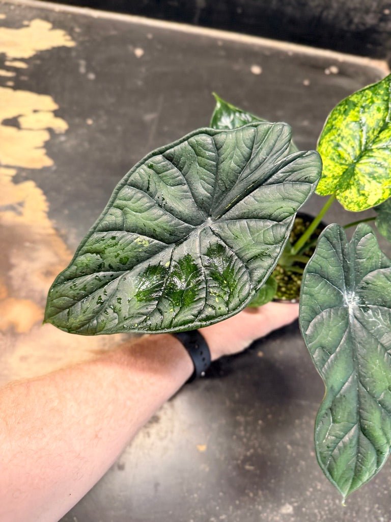 Handpicked 82 - Alocasia Baginda - Dragon Scale Mint - 100mm Pot | Uprooted